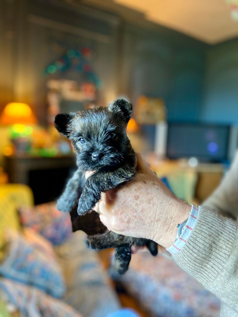 Brullemail - Chiot disponible  - Cairn Terrier