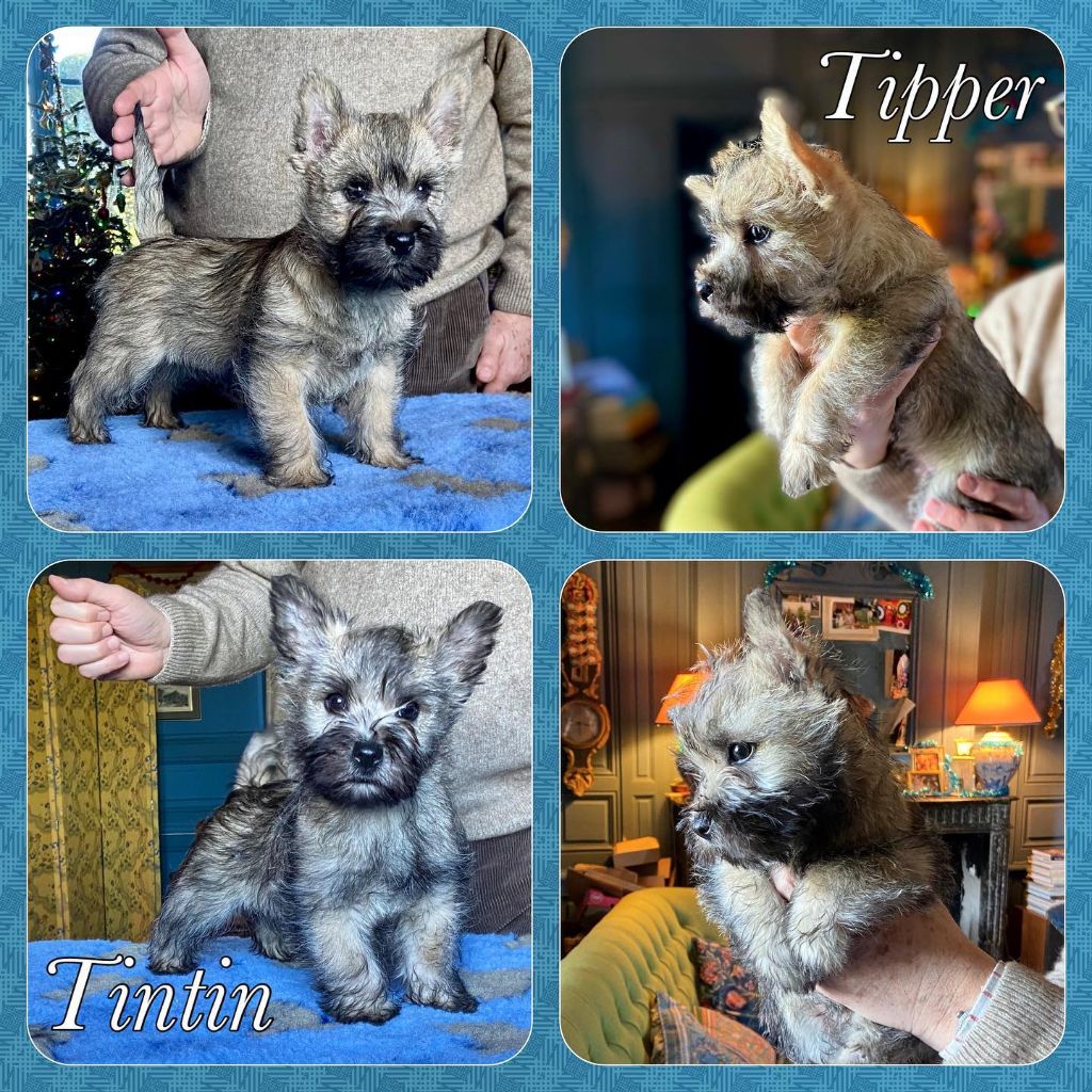 chiot Cairn Terrier Brullemail