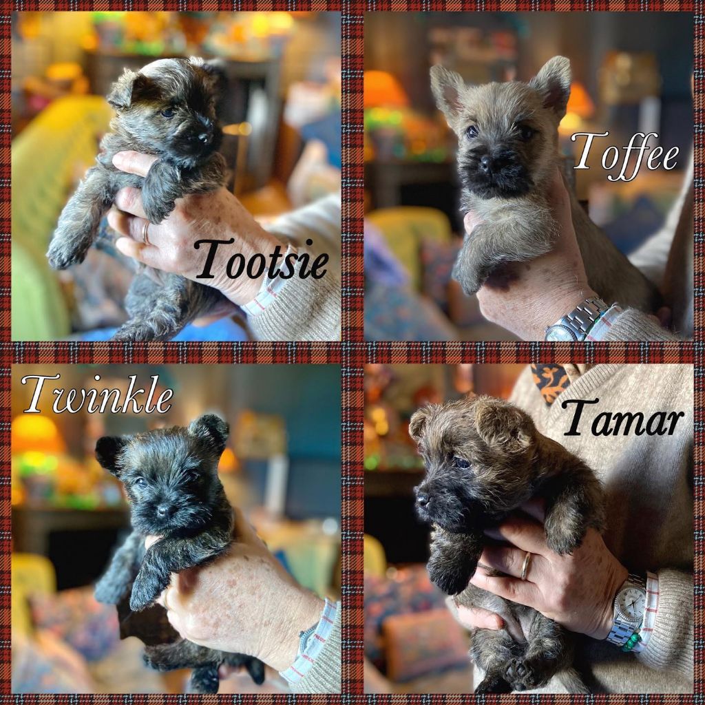 chiot Cairn Terrier Brullemail
