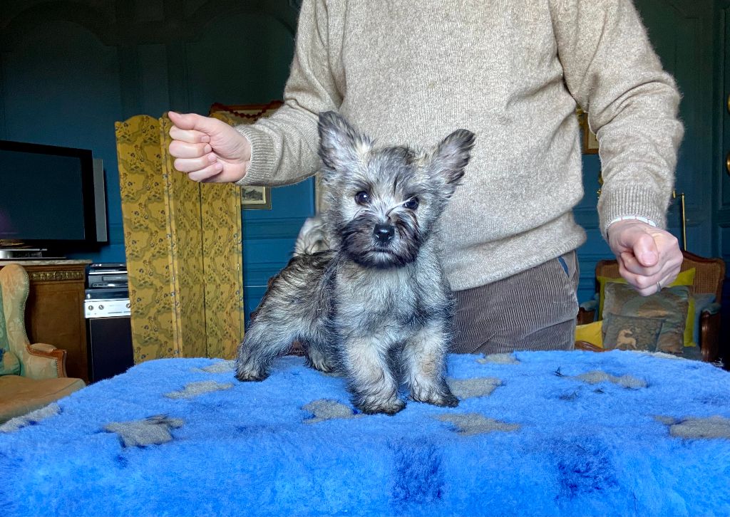 Brullemail - Chiot disponible  - Cairn Terrier