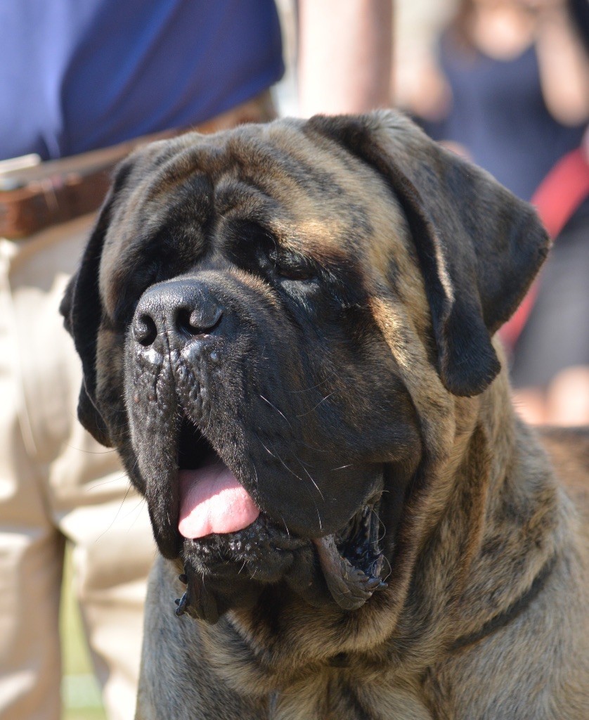 CH. Frj-intj uptown boy brullemaul alias billy Brullemail