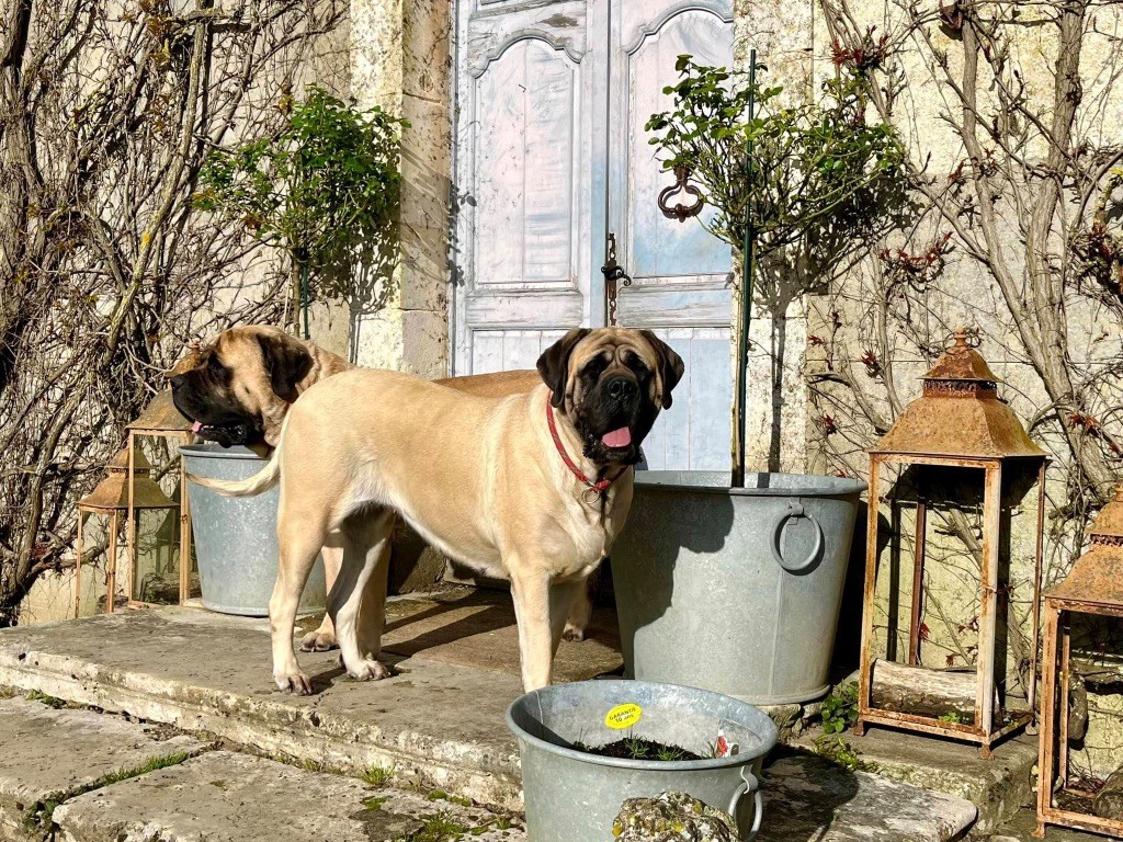 CH. Simpy the best Brullemail