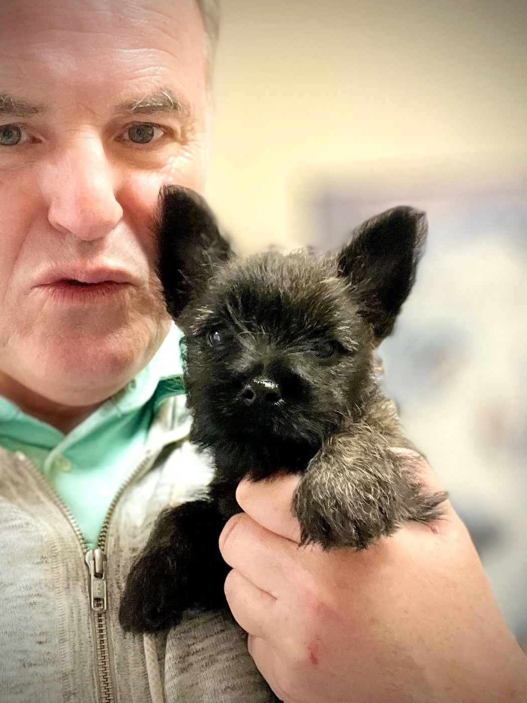 Brullemail - Chiots disponibles - Cairn Terrier