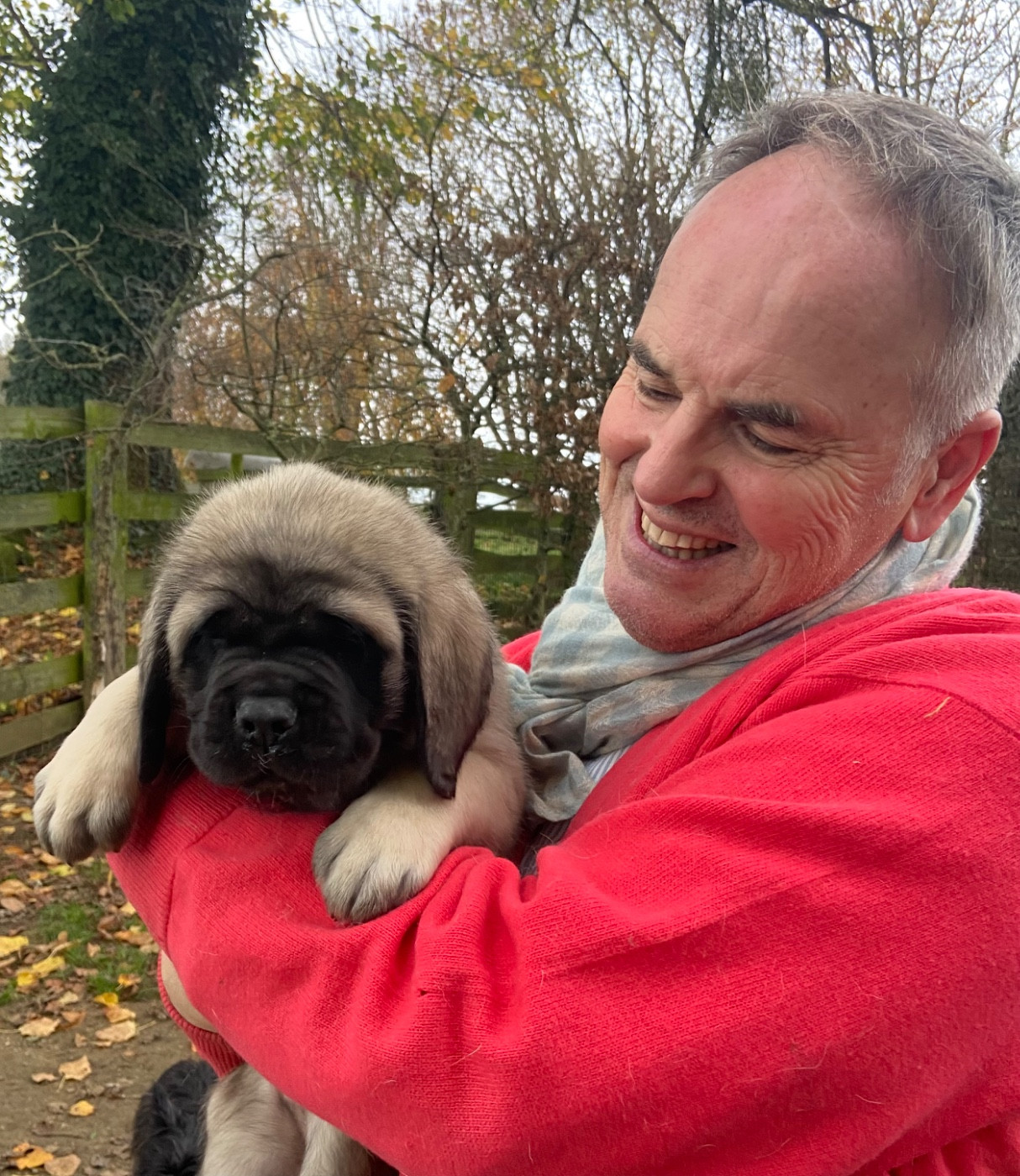 Brullemail - Chiots disponibles - Mastiff