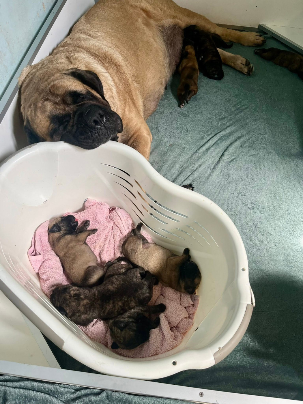 Chiot Mastiff Brullemail