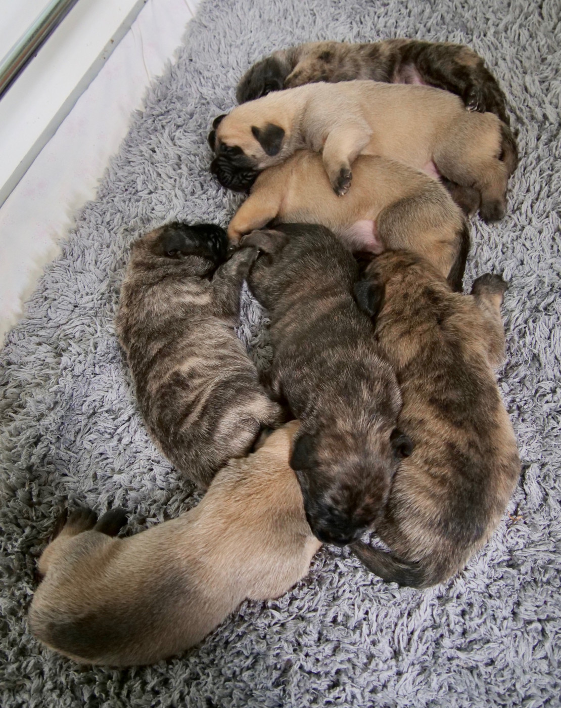 Brullemail - Chiots disponibles - Mastiff