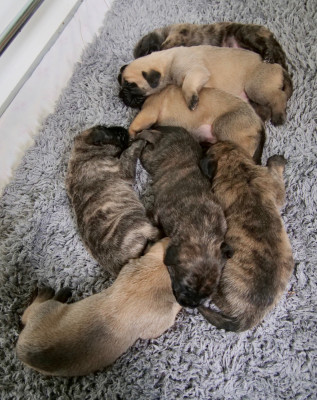 Chiot N°8