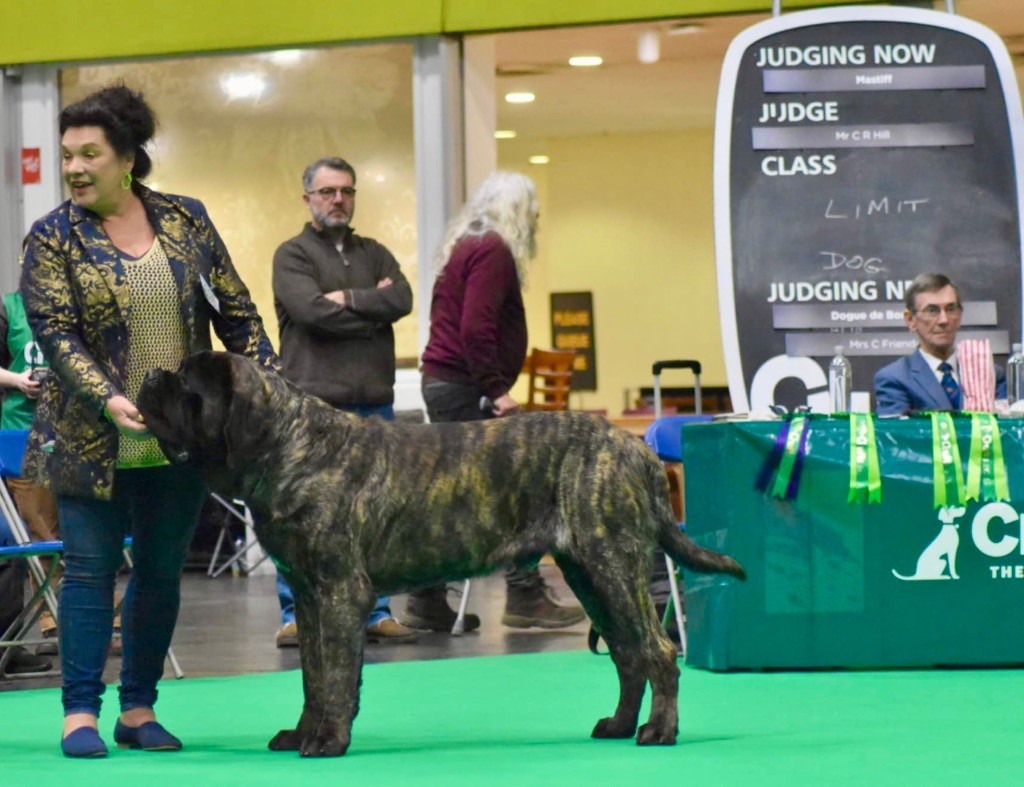 Chiot Mastiff Brullemail